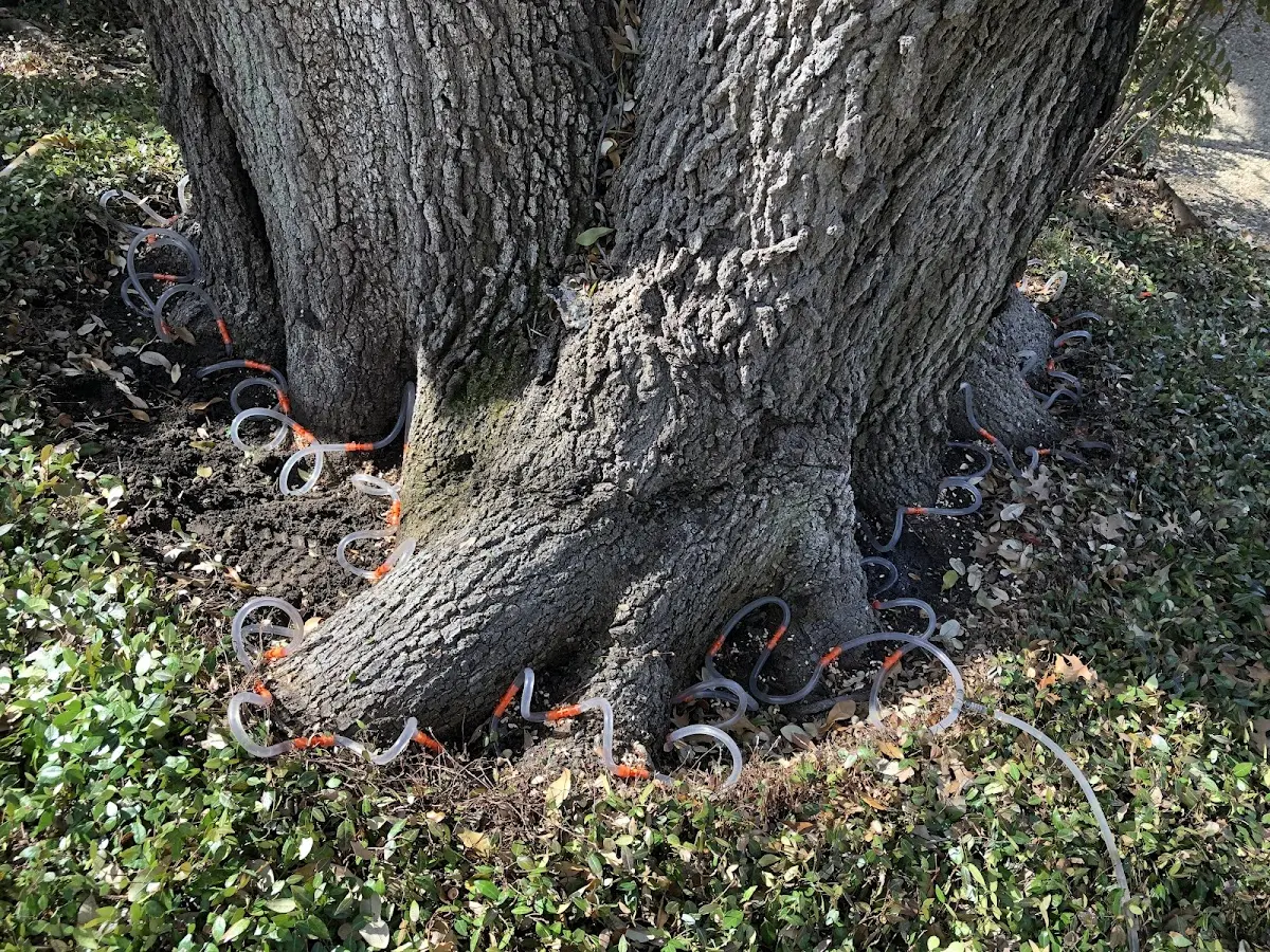 Detailed Tree Cabling and Bracing job site in Deep River