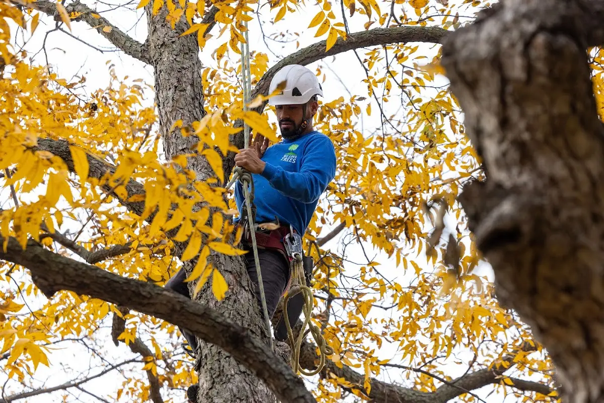 Skilled Storm Damage Cleanup crew working in Deep River